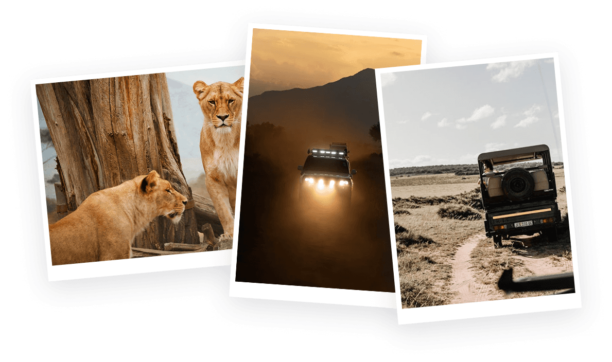 Illustration of safari travel stories