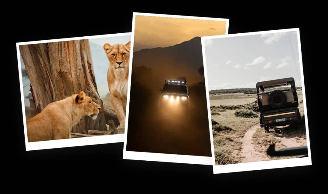 Illustration of safari travel stories