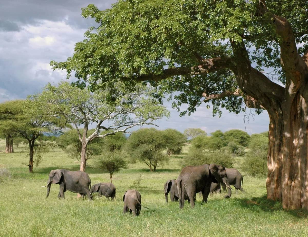 Elephant herd walking under acacia trees