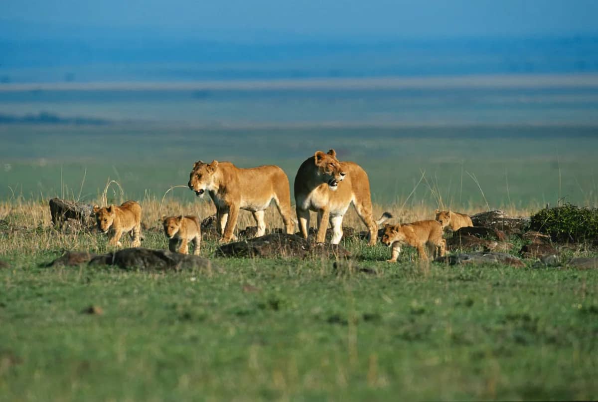 Lion pride with cubs resting together