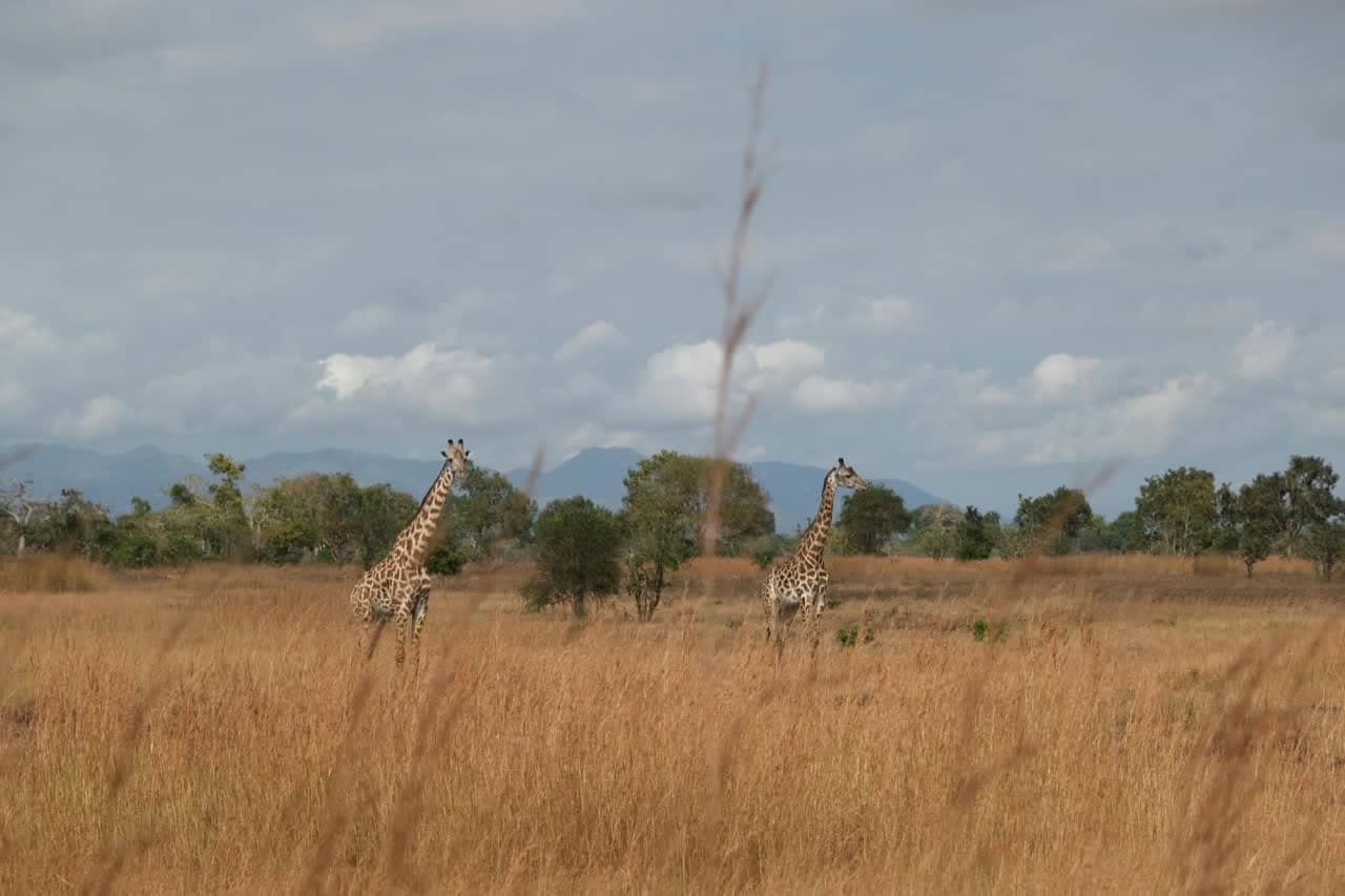 Mikumi National Park