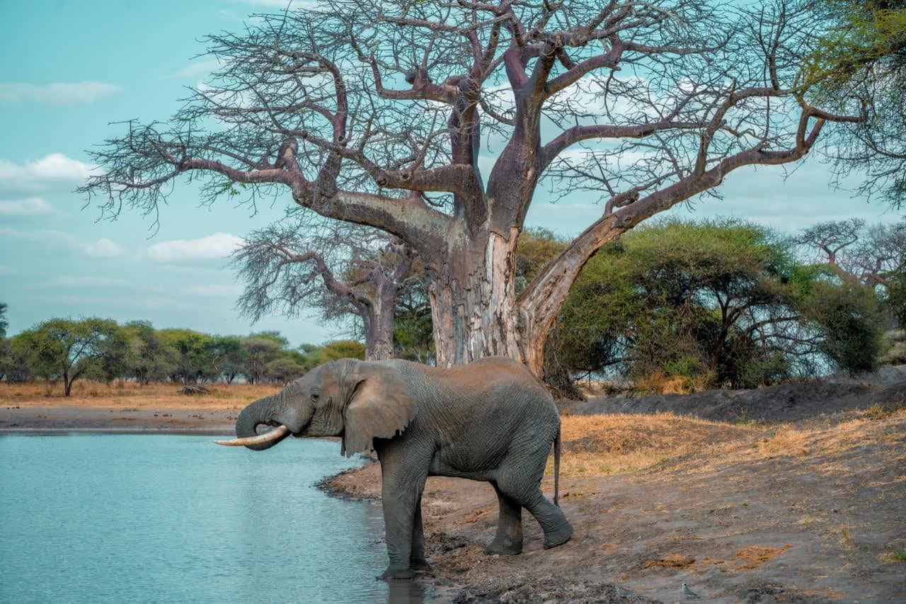 Ruaha National Park