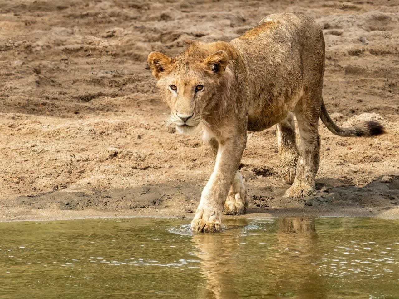 Dry-season safari in southern Tanzania with wildlife gathered near the Great Ruaha River