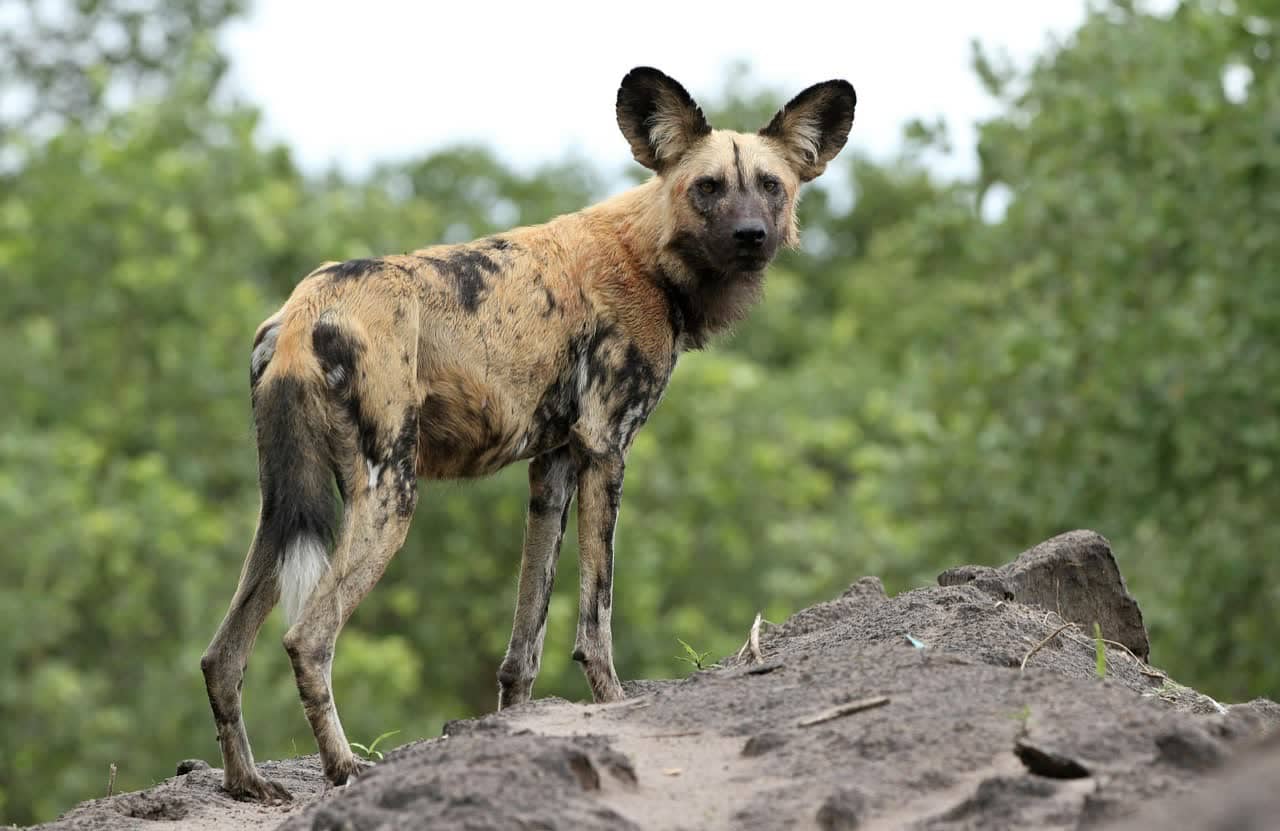 African wild dog standing alert on a rocky mound in the southern Tanzania bush