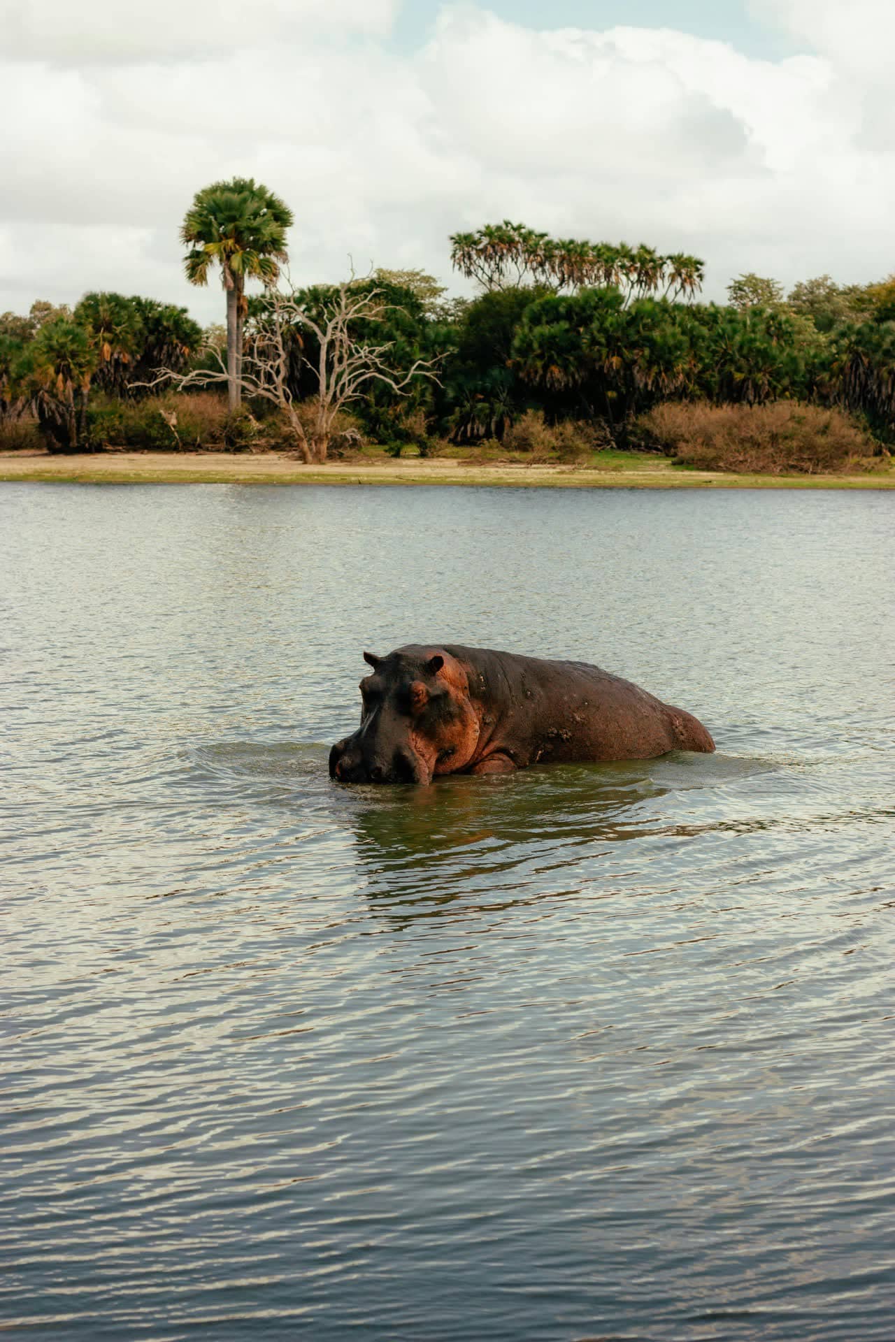 Hippo surfacing in a river with palm trees along the bank in southern Tanzania