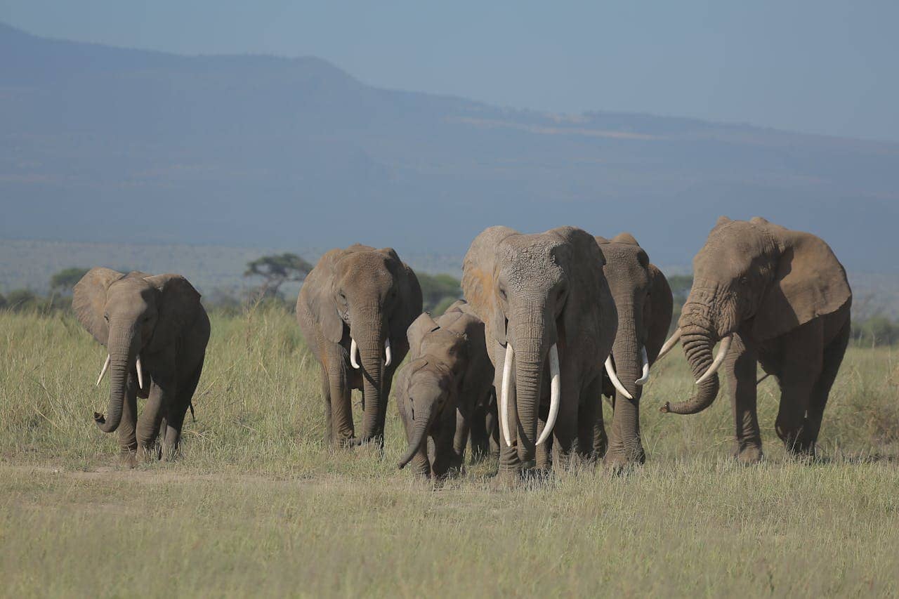 Great Migration Safaris