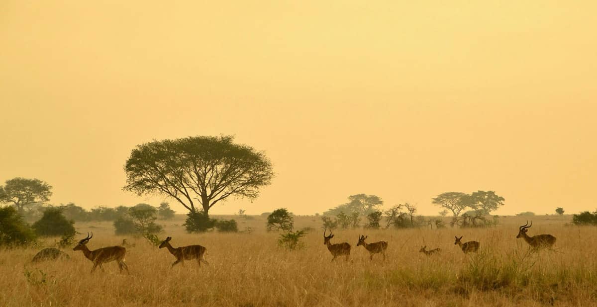 Murchison Falls National Park