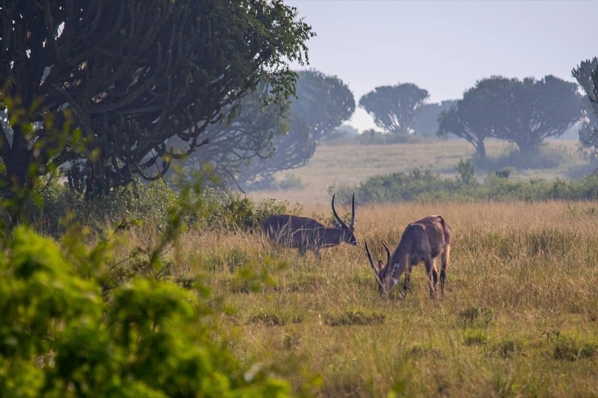 Dry season safari in Uganda with clear skies over savannah