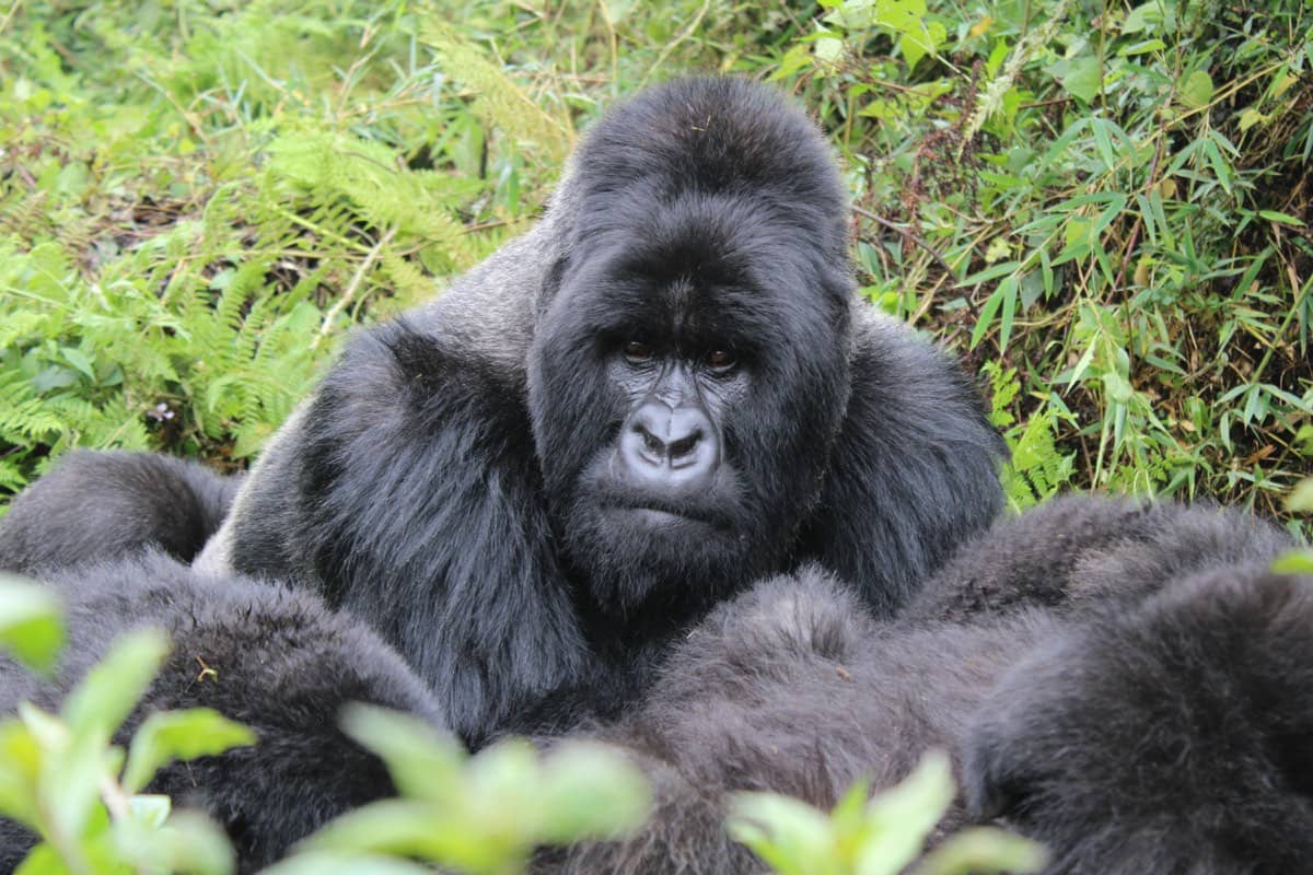 Lush green landscape of Uganda's Bwindi Impenetrable Forest
