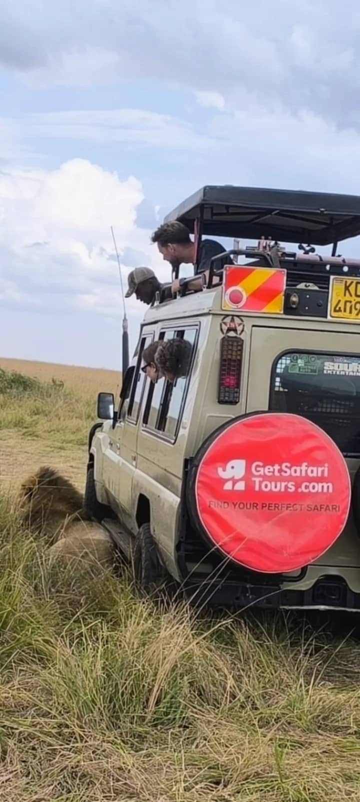 A lion resting next to a GetSafariTours safari vehicle with heads popped out of the roof