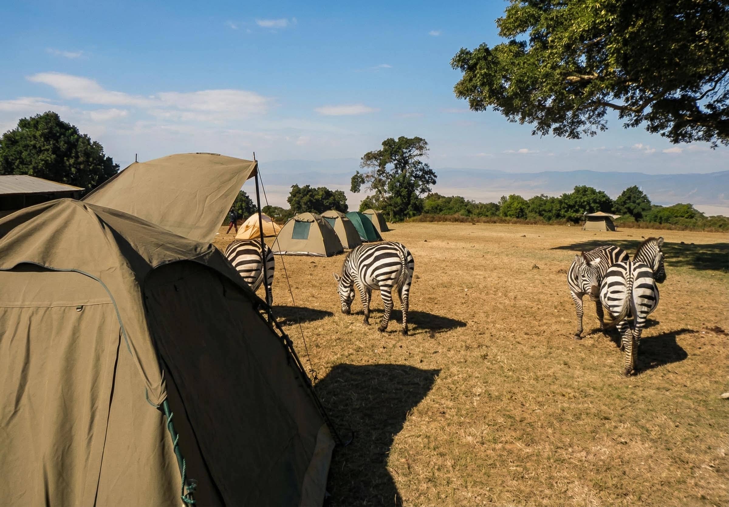 Camping safari setup with dome tents