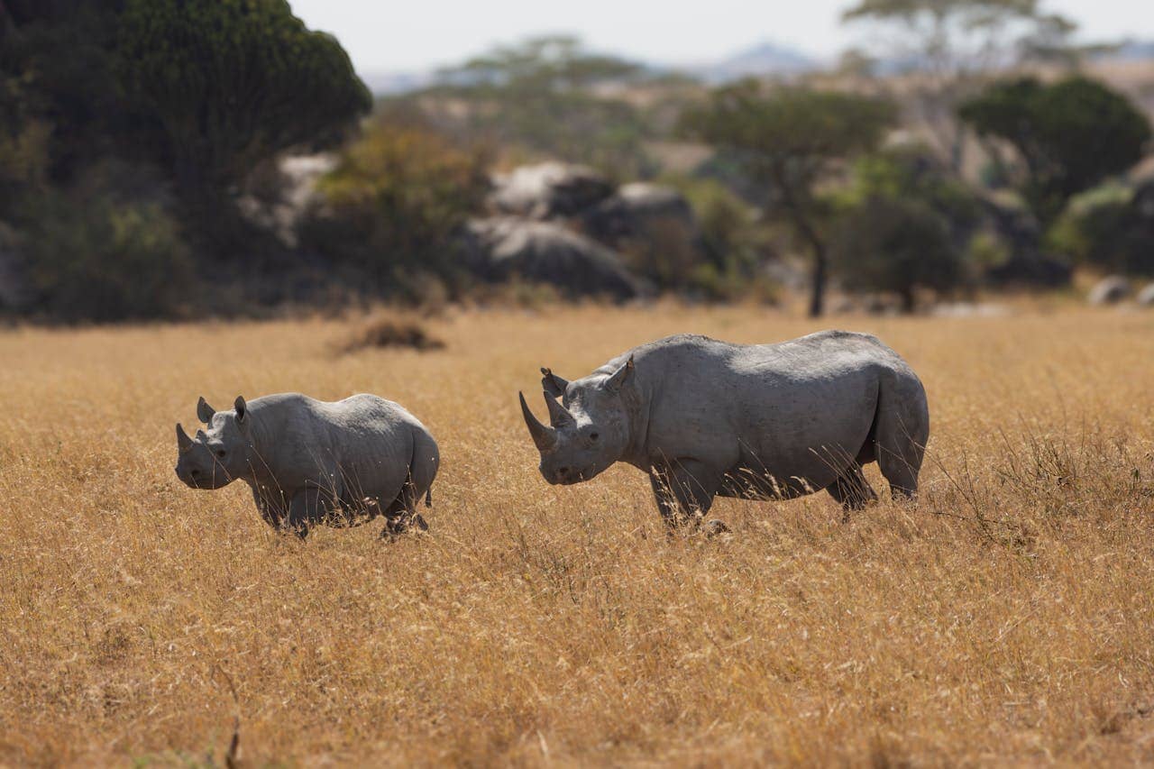 Ngorongoro Crater