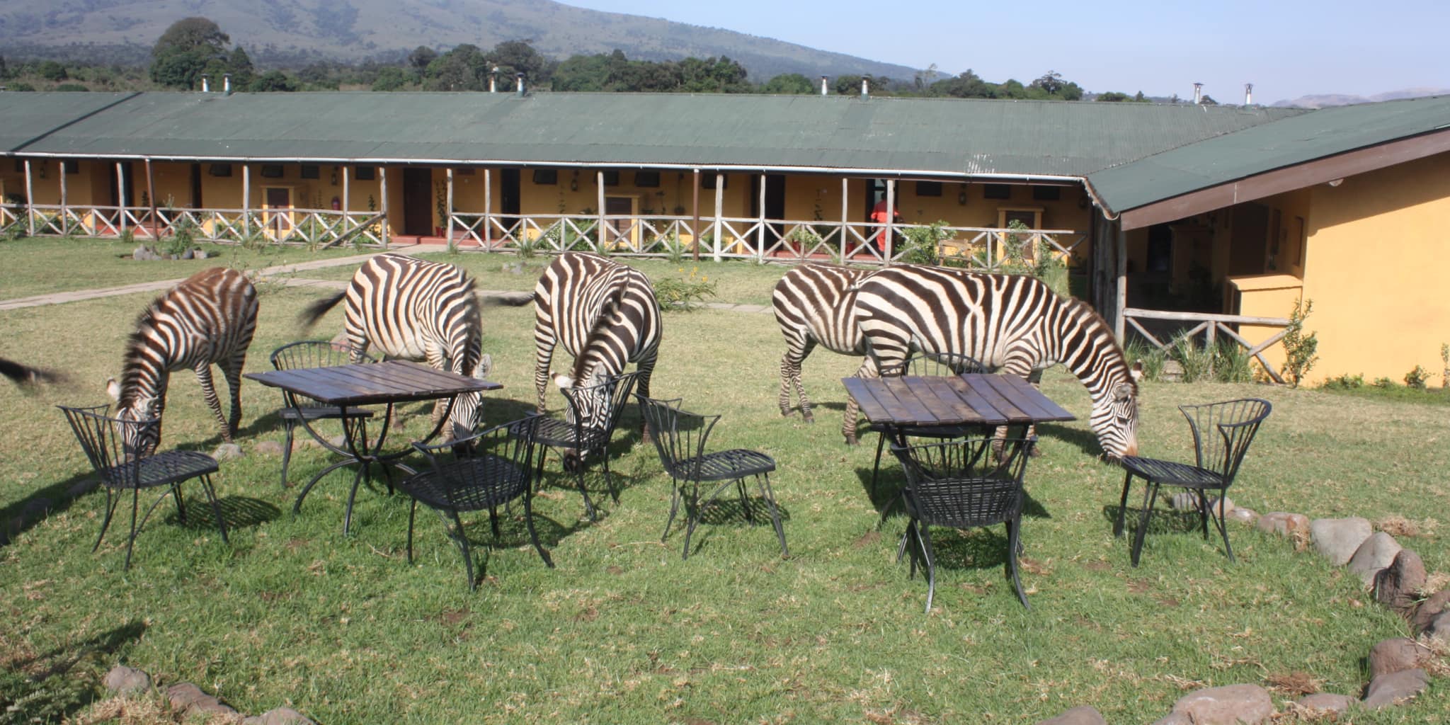 Ngorongoro Rhino Lodge.jpg